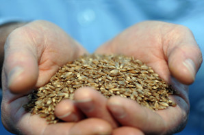 A handful BARLEYmax grains