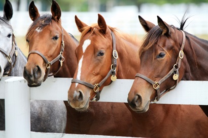 One grey, and three brown horses, looking over a raling