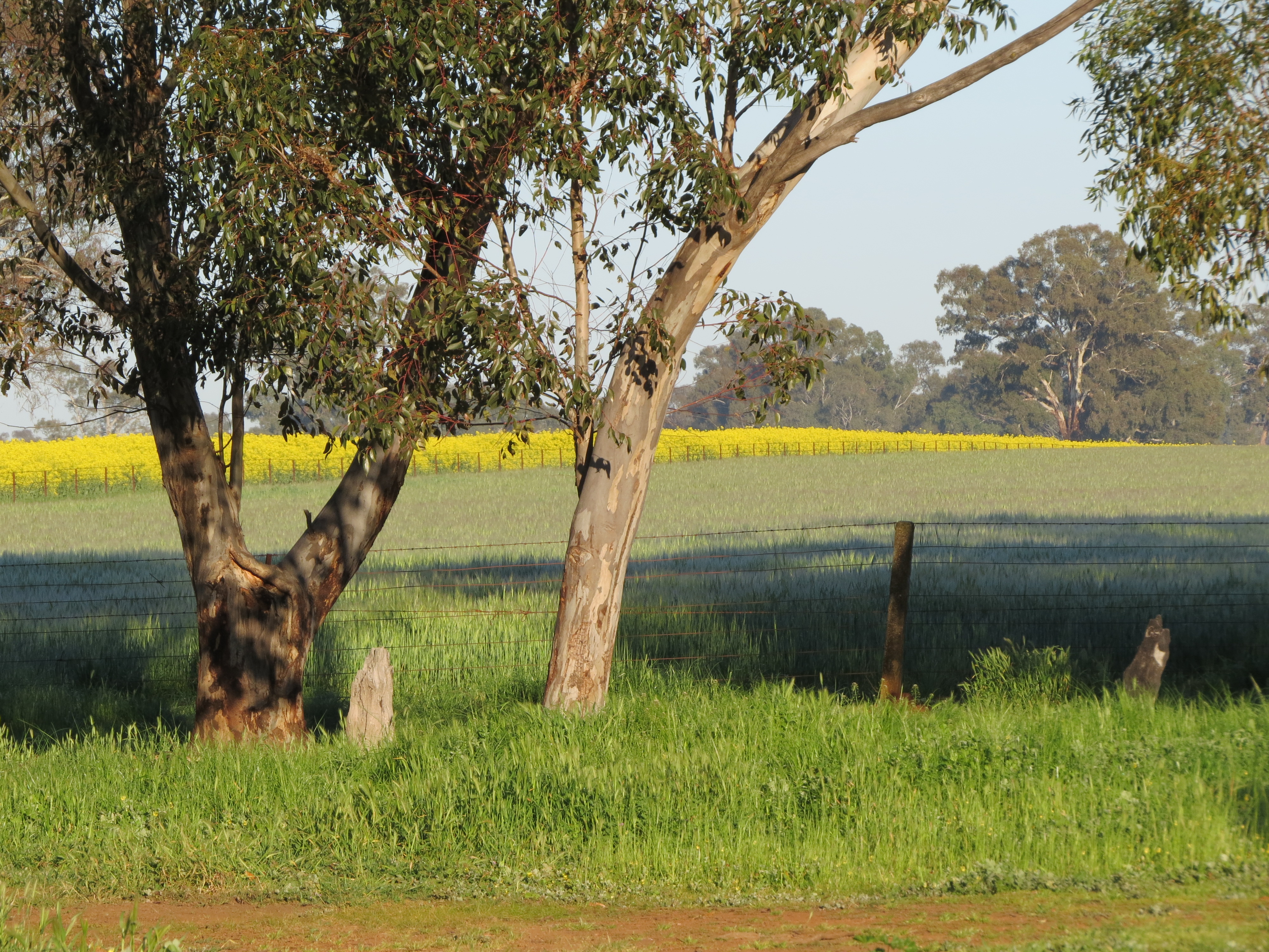 /-/media/AF/Images/wheat-canola-farm.JPG?mw=1000&hash=0BE76242888187CE69B6B4C27A54F5BC